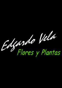 Edgardo Vela Flores y Plantas