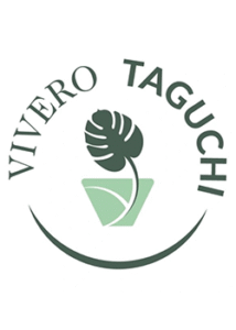 Vivero Taguchi