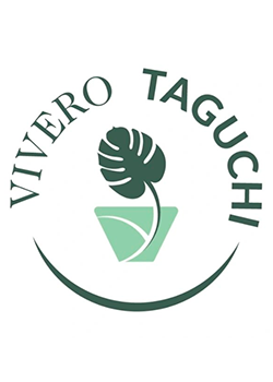 Vivero Taguchi